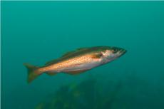 Pollack Pollachius pollachius © Paul Kay